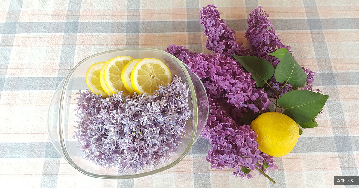 Einfach selbst gemacht: Flieder-Sirup | Waschbär-Magazin