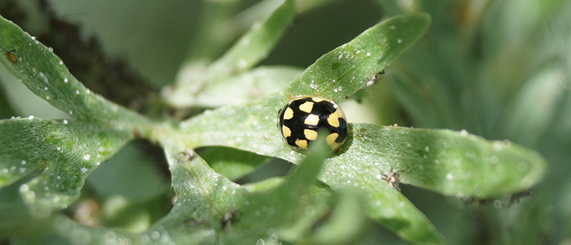 Der schwarze Käfer mit gelben Punkten sitzt auf einem Blatt.