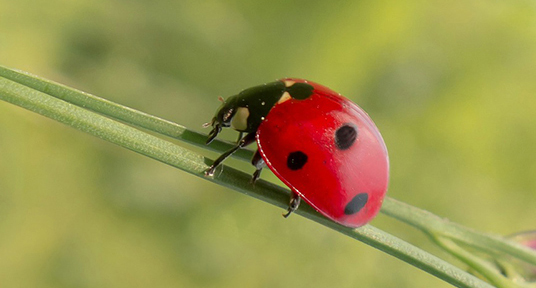 Der kleine rote Käfer sitzt auf einem dünnen Pflanzenstängel.
