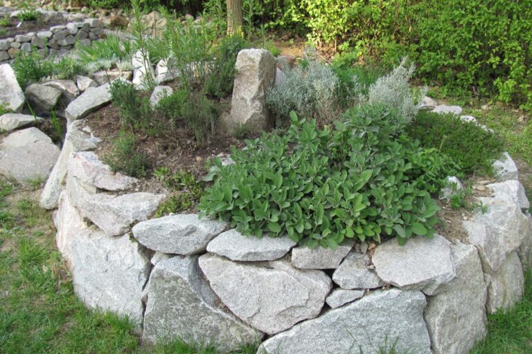 Salbei, Rosmarin und Lavendel sind hier schon ordentlich gewachsen.