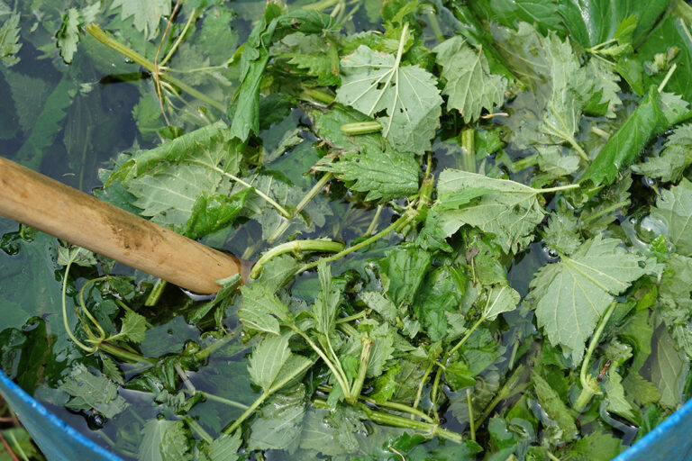 Grüne Blätter werden mit einem Holzstock in Wasser umgerührt.