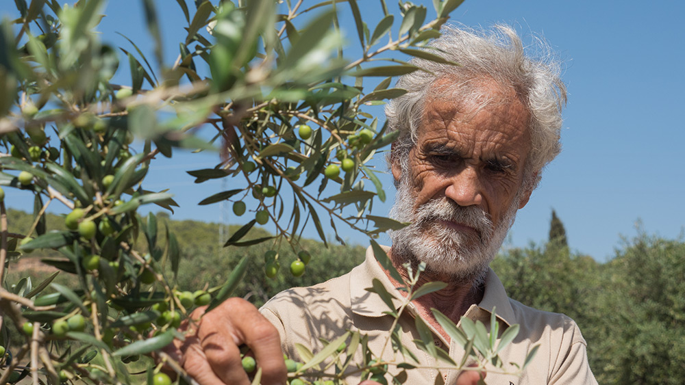 Älterer spanischer Landwirt kontrolliert einen Olivenbaum