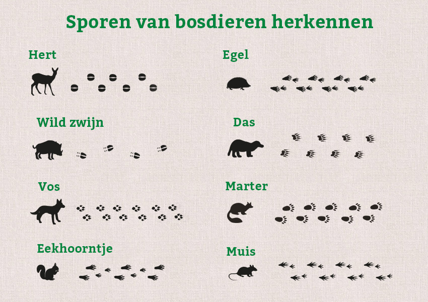 De afbeelding toont verschillende bosdieren en hun sporen.