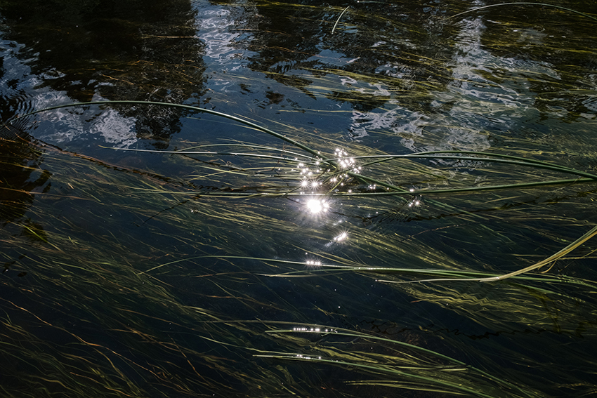 Algen sind unter der Wasseroberfläche zu sehen.