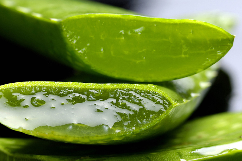 Ein Aloe Vera Blatt ist aufgeschnitten, damit das Gel als Hausmittel gegen Sonnenbrand benutzt werden kann.