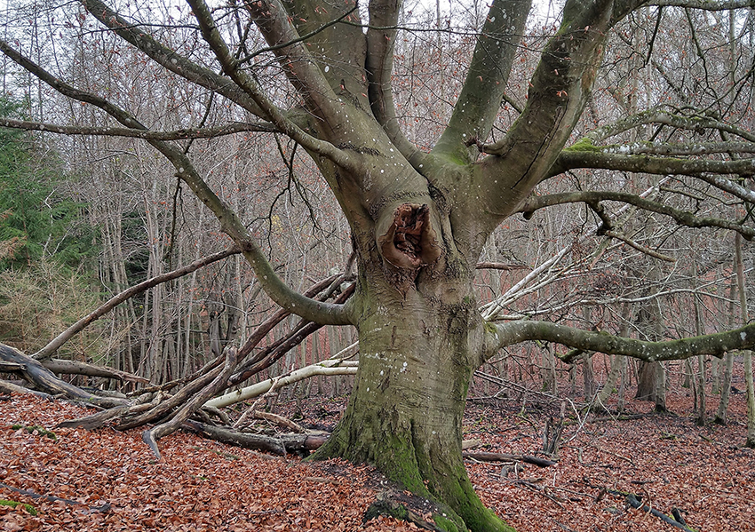 Eine alte, knorrige Buche steht auf einer Waldlichtung im Herbst.