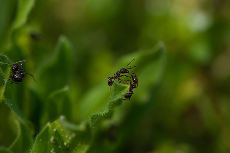 Ameisen im Garten krabbeln auf grünen Blättern.