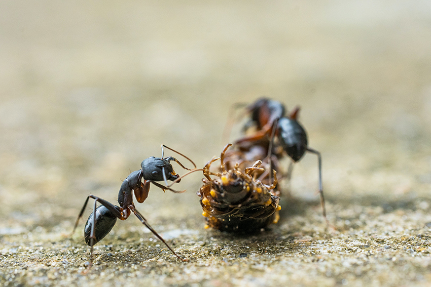 Zwei Ameisen im Garten zersetzen ein totes Insekt.