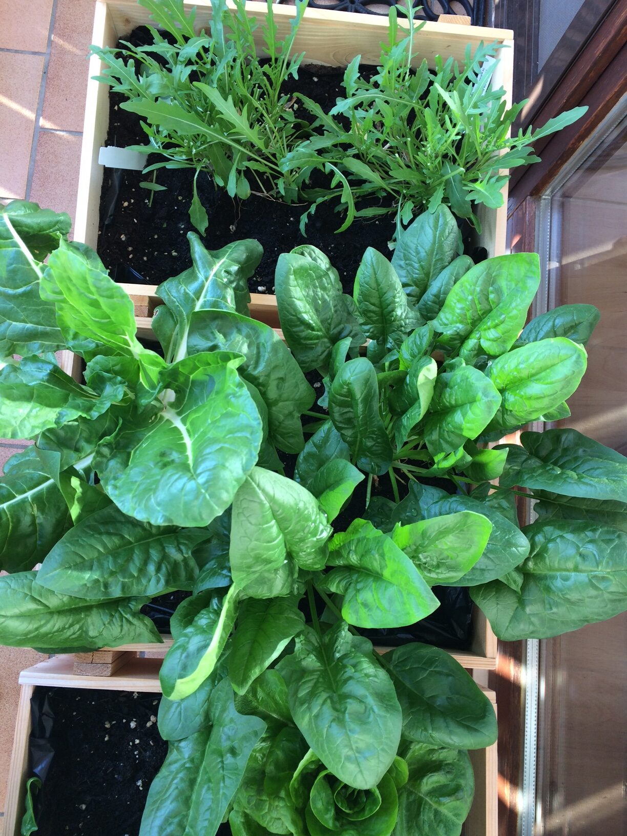Die Gemüse in den drei Holzkästen wachsen prächtig auf dem Balkon.