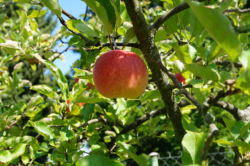 Een rijpe appel hangt aan een boom.