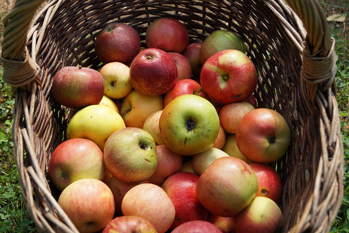 Ein geflochtener Korb gefüllt mit reifen Äpfeln steht für die Apfelverwertung bereit.