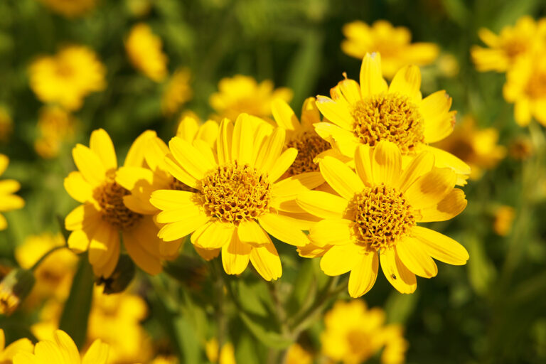 Arnika mit gelben Blüten.