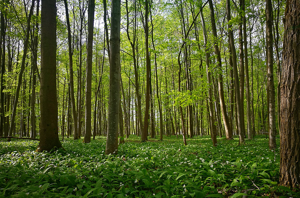 Blick in ein Waldstück, wo der ganze Boden von Bärlauch übersäht ist. Einige Bärlauchknospen und -blüten sind zu sehen.