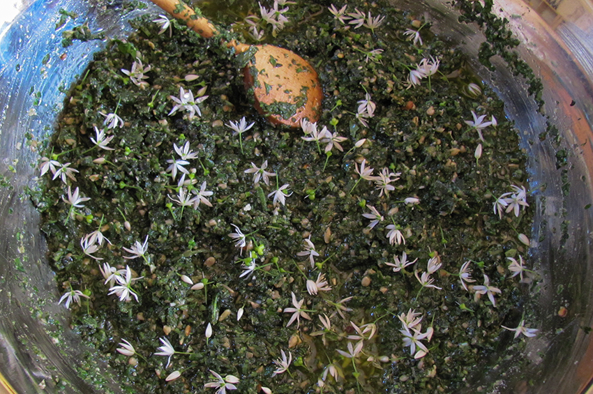 In einer Schüssel befindet sich frisches Bälauch-Pesto, das mit weißen Bärlauchblüten dekoriert ist.