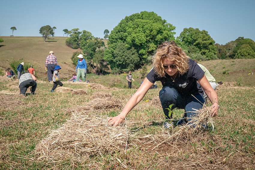 Eine Frau beteiligt sich an der Aufforstung, indem sie auf einer Grasfläche einen kleinen Setzling pflanzt.