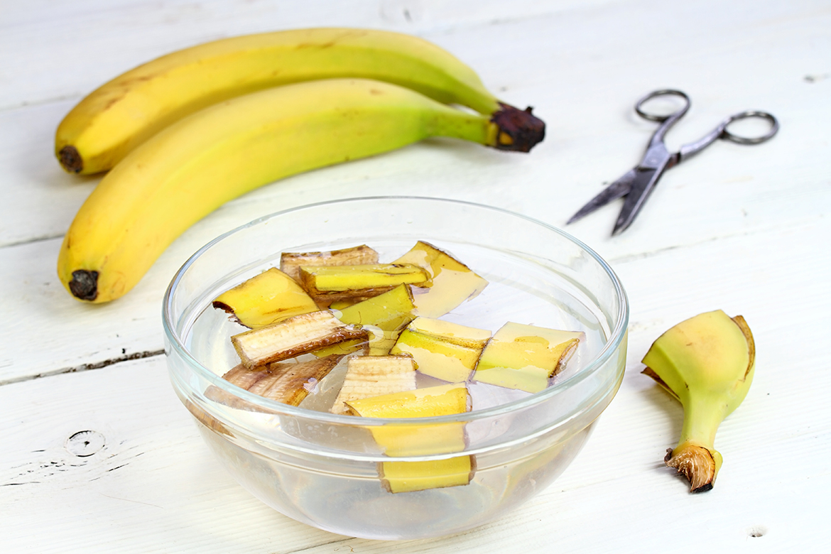 Bananenschalen schwimmen zerkleinert in einer Schale voll Wasser.