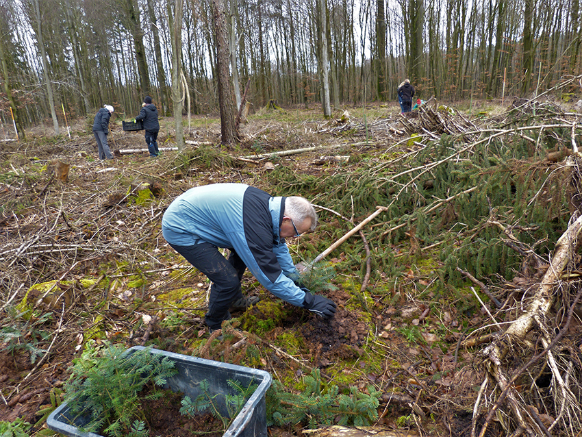 Freiwillige pflanzen im Wald kleine Tannensetzlinge ein.
