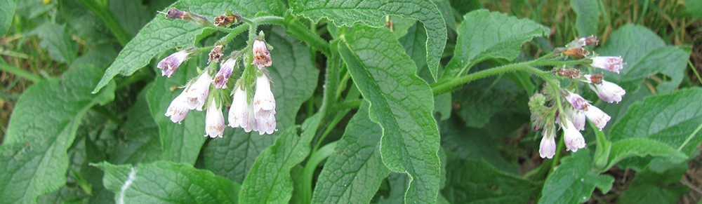 Die helllila Blüten in der Nahaufnahme.