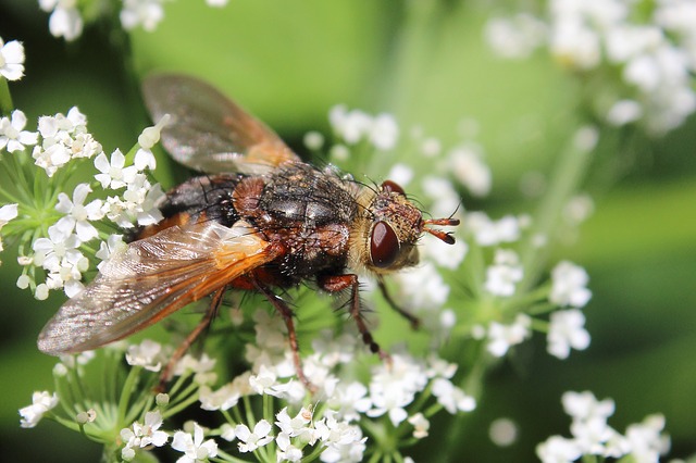 Eine große Fliege sitzt auf kleinen weißen Blüten.