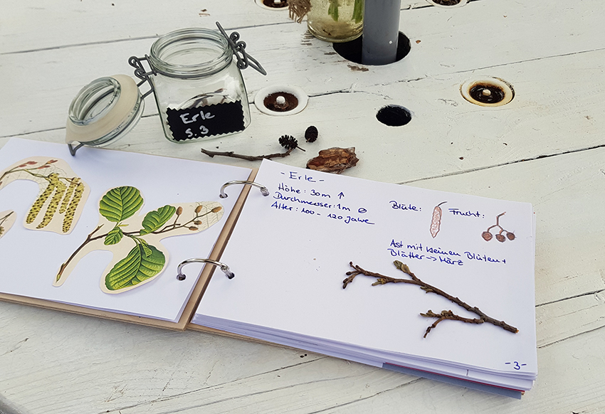 Auf einem Tisch liegt ein Buch, in dem Infos über Bäume und gesammelte Naturschätze vereint sind.