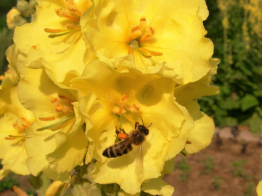 Eine Honigbiene trinkt den Nektar der Königskerzenblüte.