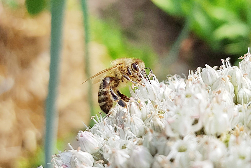 Eine Biene sitzt auf kleinen weißen Blüten.