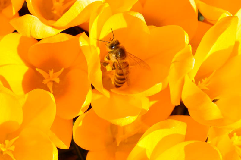 Die Biene sitzt in einer gelben Blüte.