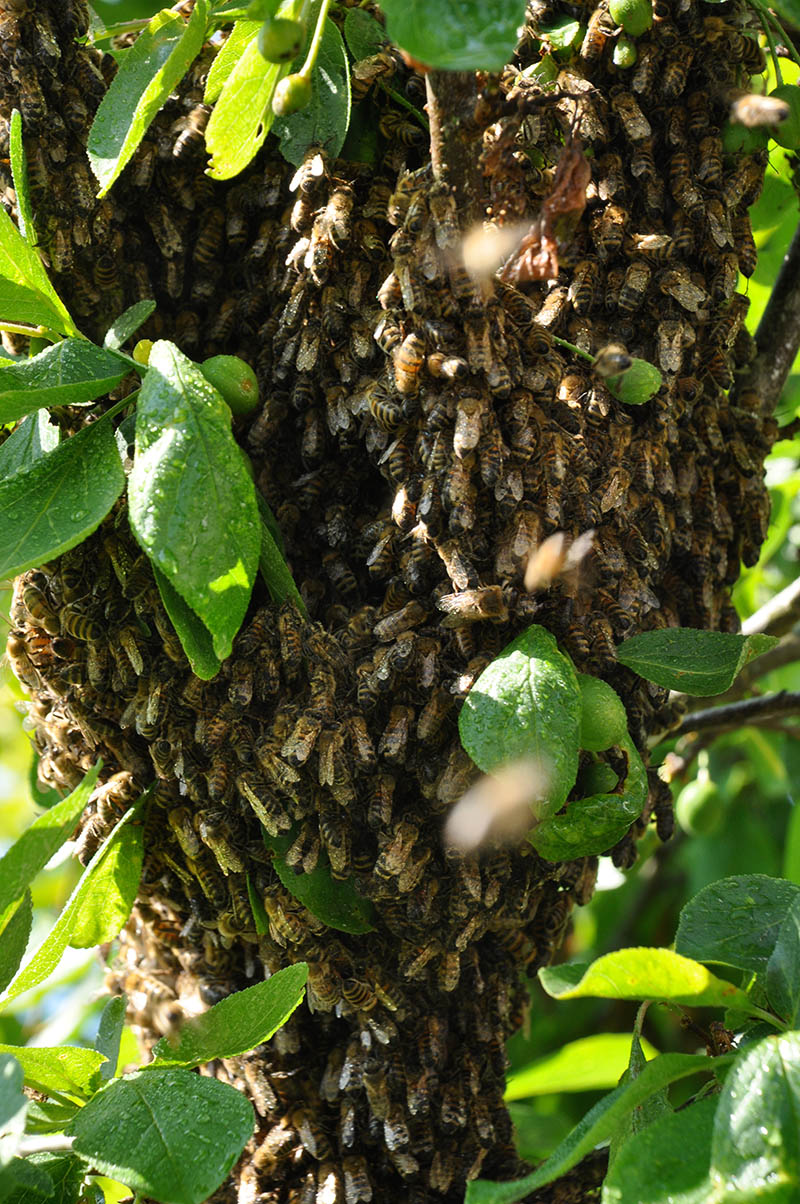 Das Bienenvolk sitzt enggedrängt am Stamm eines Baumes.