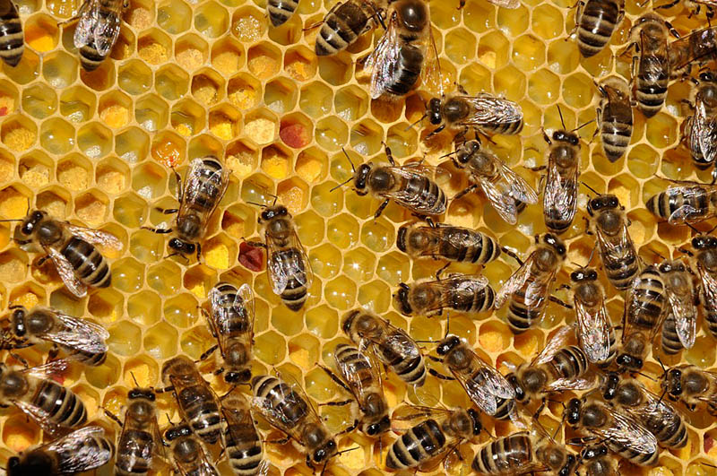 Bienen wimmeln auf Waben