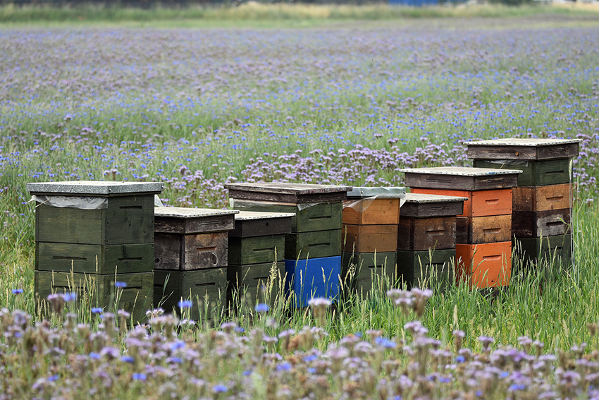 Mehrere Bienenstöcke stehen auf einer Wiese, auf der Phacelia wachsen.