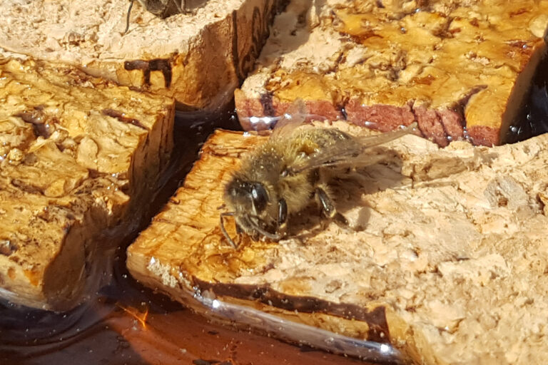 Eine Biene trinkt an der selbst gebauten Bienentränke.