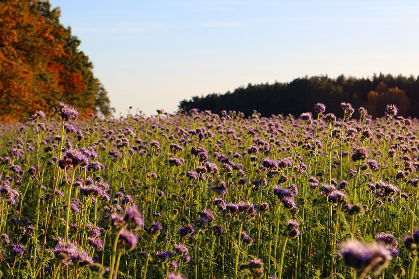 Eine Wiese steht voller blühenden Phazelien.