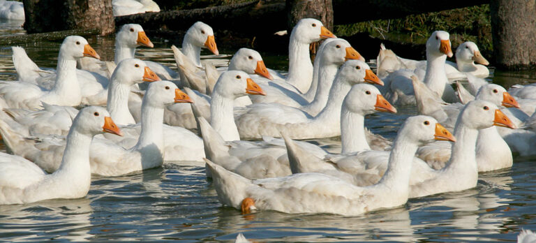 In artgerechter Haltung haben Gänse die Möglichkeit wie diese Bio-Gänse hier zu schwimmen.