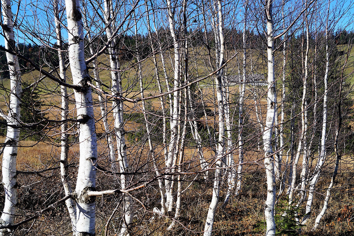 Mehrere Birken wachsen in einem kleinen Birkenwald nebeneinander.