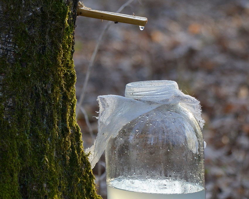 Ein Birkenstamm wird mit einem Röhrchen angezapft, in die Flasche unter dem Röhrchen tropft Birkenwasser.