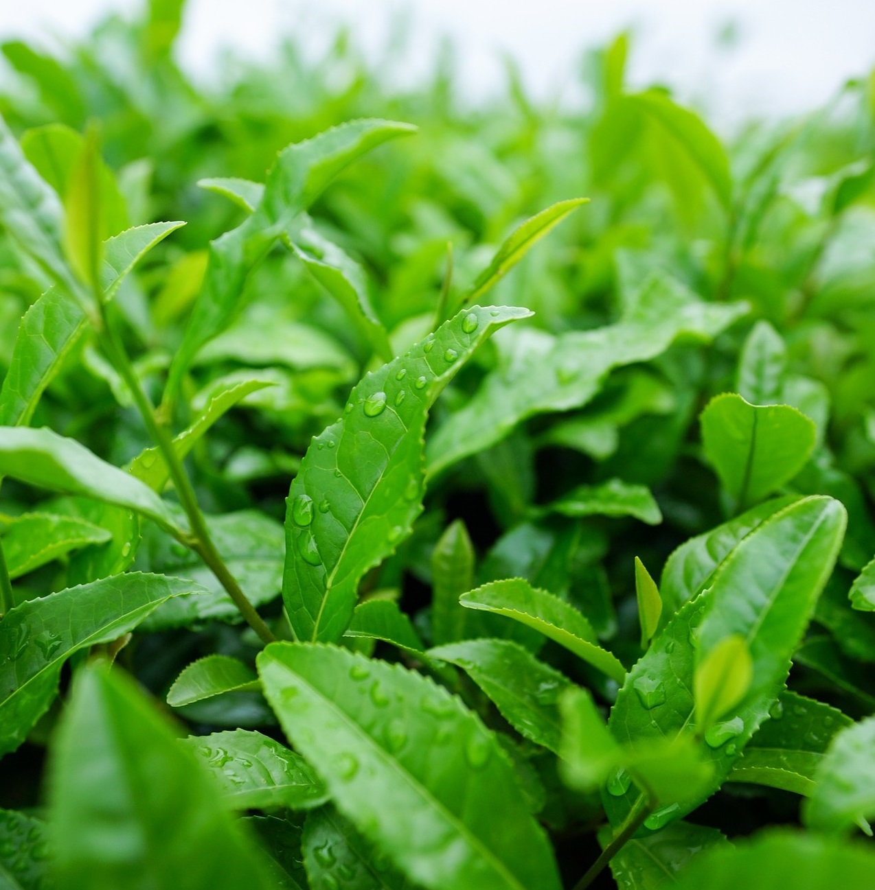 Blätter der Teepflanze Camellia sinensis am Strauch mit Wassertropfen.