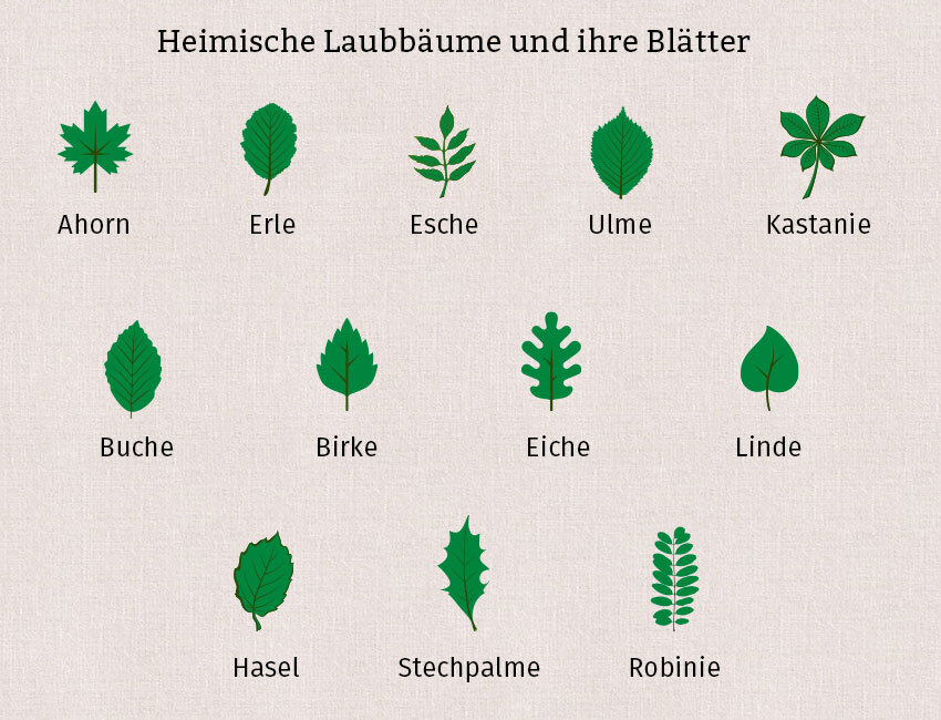 Die Grafik zeigt die Blätter heimischer Laubbäume, damit man mit der Grafik Blätter bestimmen kann.