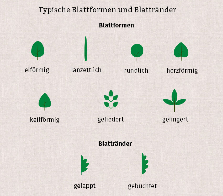 Verschiedene Blattformen und Blattränder werden auf einer Grafik gezeigt.