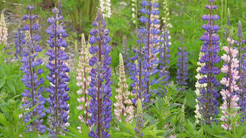 Blaue und weiße Lupinen wachsen auf einer grünen Wiese.