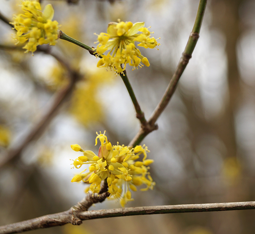 Die hübschen gelben Blüten leuchten noch ohne Blattgrün.