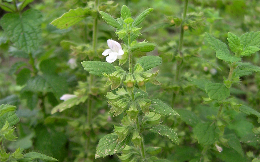 An der Melisse blühen kleine weiße Blüten.