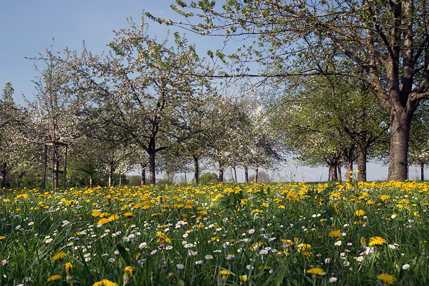 Die Wiese auf der Streuobstwiese ist voll mit bluehenden Wildkräutern.