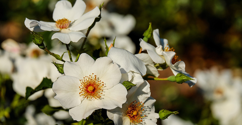 Die weißen Blüten geben den Blick frei auf die pollenhaltigen Stempel.
