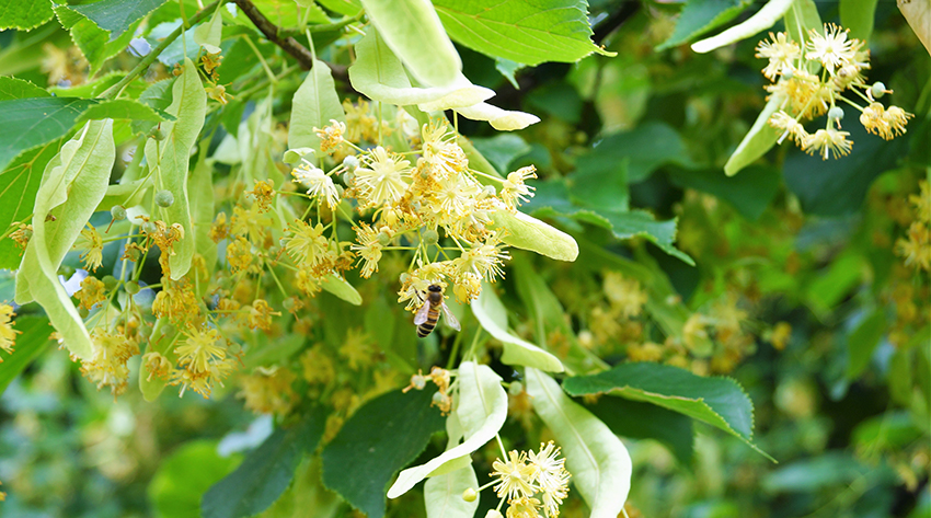 Gelbe Lindenblüten und die hellgrünen Lindenfrüchte werden von einer Biene besucht.