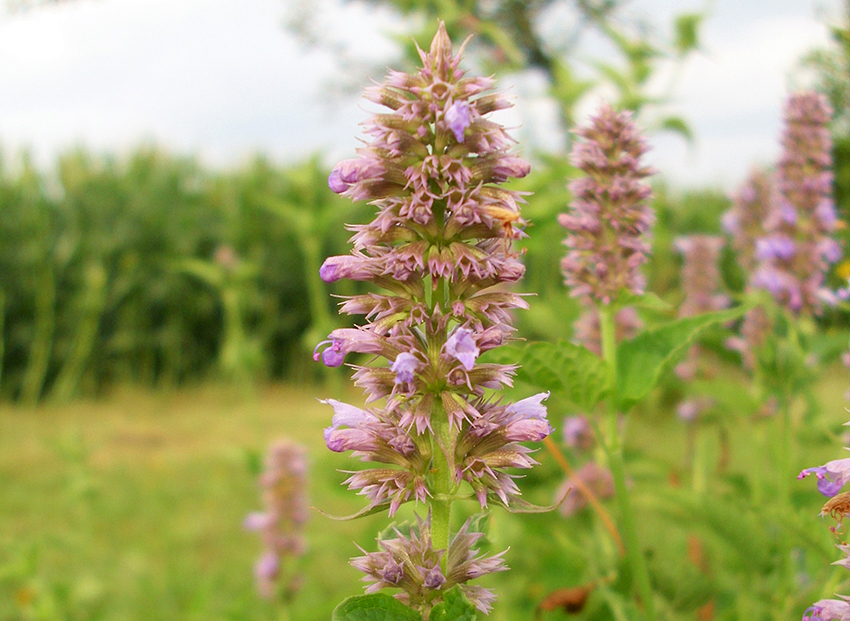 Der Anisysop blüht mit zahlreichen kleinen Blüten lilafarben.