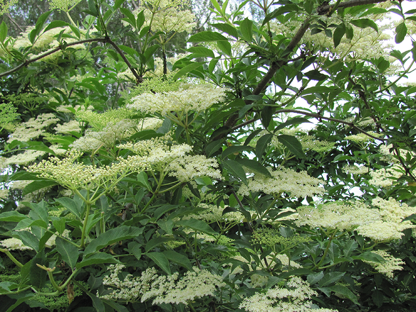 Ein Holunderstrauch mit blühenden weißen Blüten.