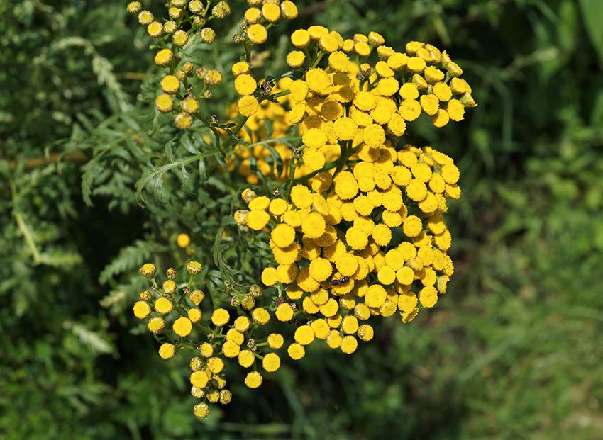 Die gelben Korbblüten werden hier von ein paar Insekten besucht.