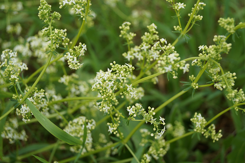 Die kleinen weißen Blüten des Wiesenlabkrauts leuchten an den langen Trieben.