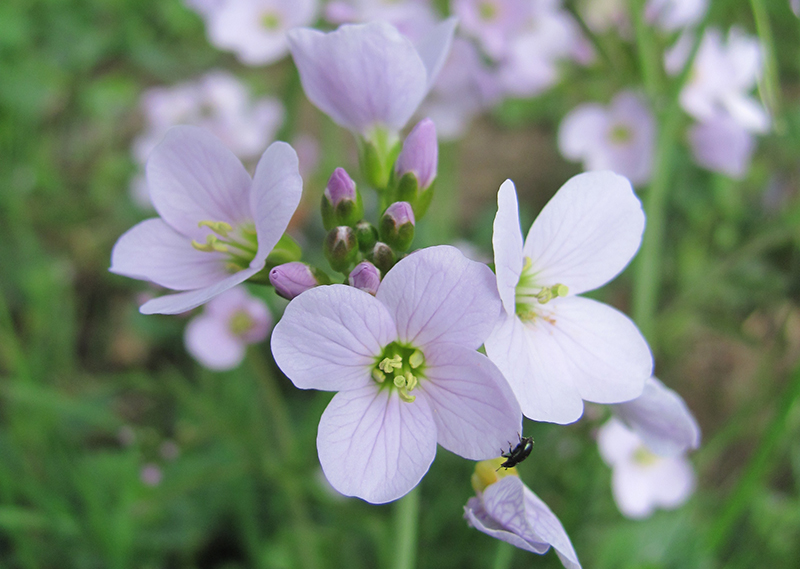 Nahaufnahme der zartlila Blüten