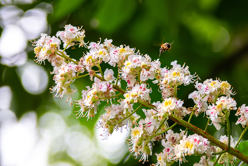 Die weißen Blüten der Rosskastanie werden von einer Biene besucht.